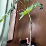パパイ～ヤ花が咲い～たら🌱